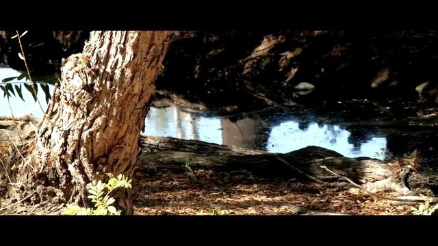 New DeLoreans - COMFORT FOOD