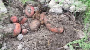 Картофель Вектар