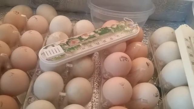 Совместная инкубация утиных и куриных яиц. смотреть онлайн