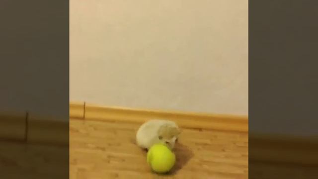 Ежик играет с мячиком смотреть онлайн