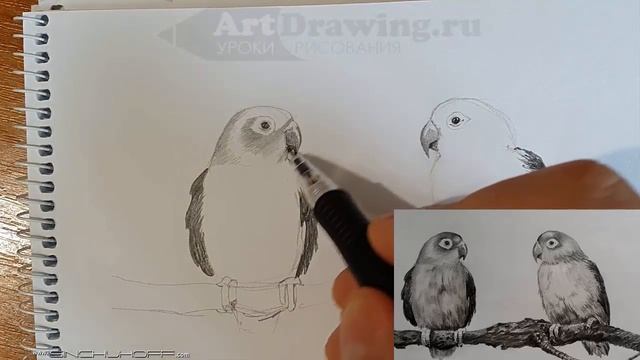 Рисуем Два попугая карандашом смотреть онлайн