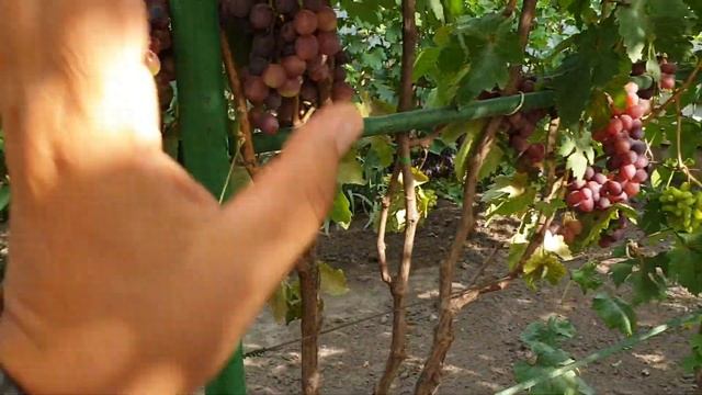 Виноград сорт ЛАДА-Т. Обзор ягод. смотреть онлайн