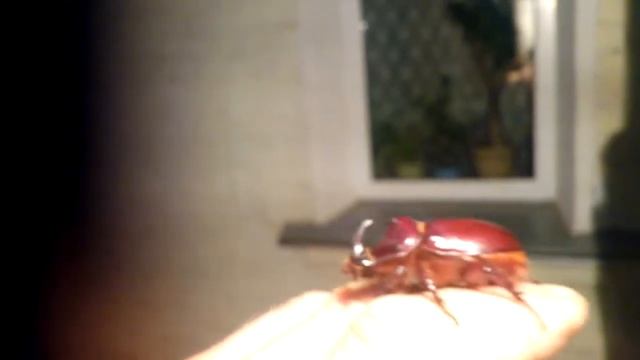 Жук-носорог смотреть онлайн