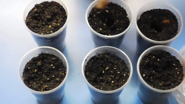 ???КАК ВЫРАСТИТЬ РАССАДУ ОГУРЦОВ ! смотреть онлайн