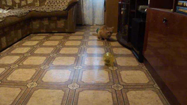 хомики в шарах смотреть онлайн