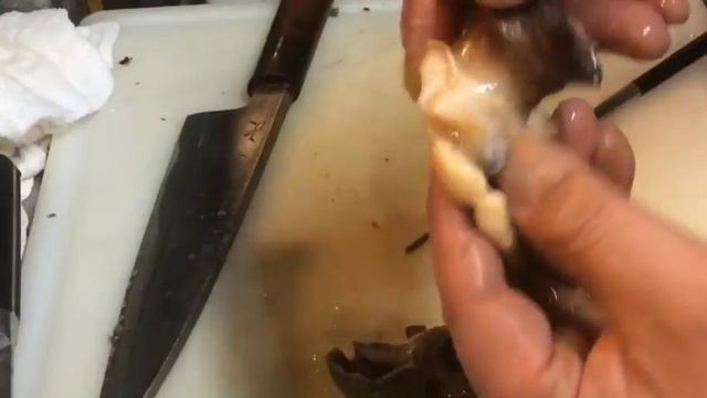 青つぶ貝の下ごしらえ（下処理）＆さばき方！あぶら（唾液腺）に注意 смотреть онлайн