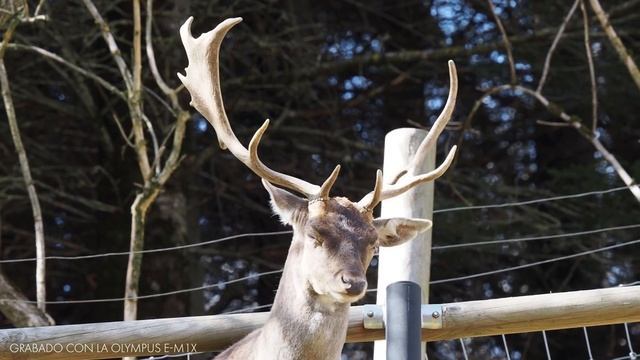 Fotografiando animales con un 1000 milímetros: Olympus 150-400 mm f4.5, prueba de campo смотреть онлайн