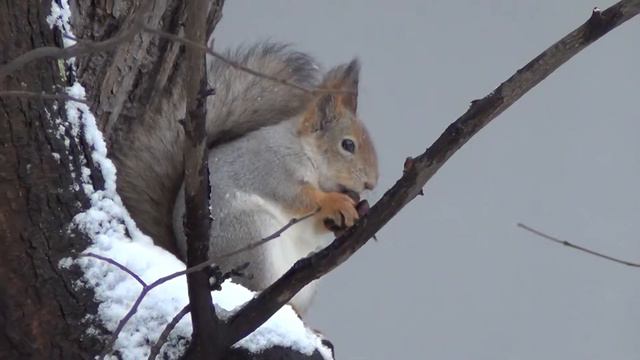 00535 Белка с грецким орехом смотреть онлайн
