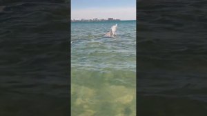 #АНАПА ДЕЛЬФИНЫ ОХОТЯТСЯ НА КЕФАЛЬ НА ДЖЕМЕТЕ! НАЧАЛО СЕЗОНА 2024