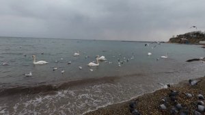 08.03.2022 Пляж Высокий берег.mp4