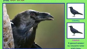 Ворона. Голоса птиц