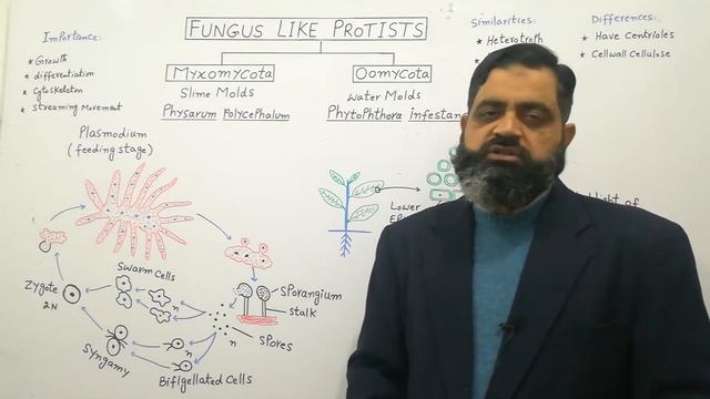 Myxomycota English medium @prof.masoodfuzail | Life Cycle of Myxomycota | Watermolds | Oomycota смотреть онлайн