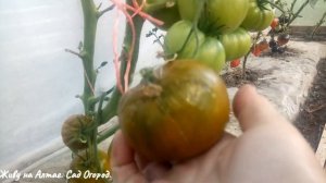 Томат Сибирский киви в теплице. Пробую на вкус.