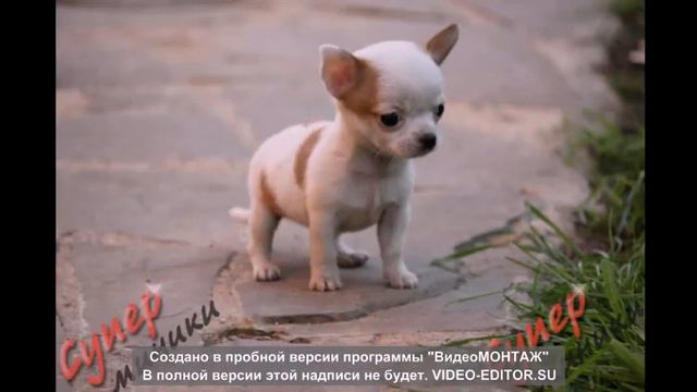 щеняточки смотреть онлайн