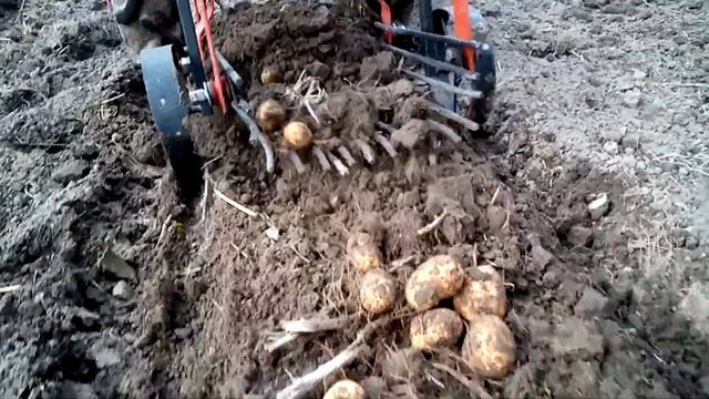 Мотоблок МТЗ и моя первая копка картофелекопалкой КМ-1 .Доработки. 1 ЧАСТЬ смотреть онлайн
