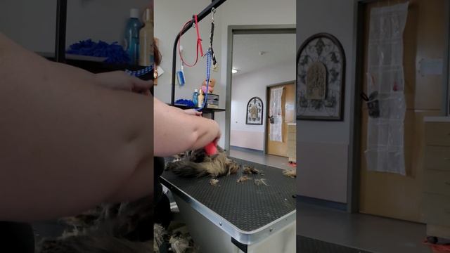 Marley | Cat | Shave down смотреть онлайн