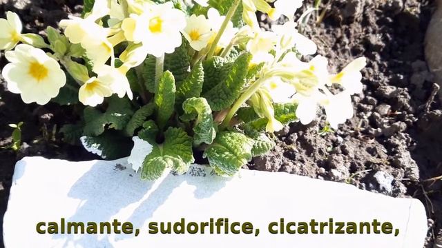 Primula elatior (ciuboţica cucului de munte, oxlip) şi Primula vulgaris (griciorei, primrose) смотреть онлайн