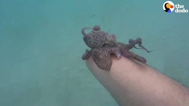 Octopus Stuck on Man's Face: Octopus Doesn't Want To Say Goodbye | The Dodo смотреть онлайн
