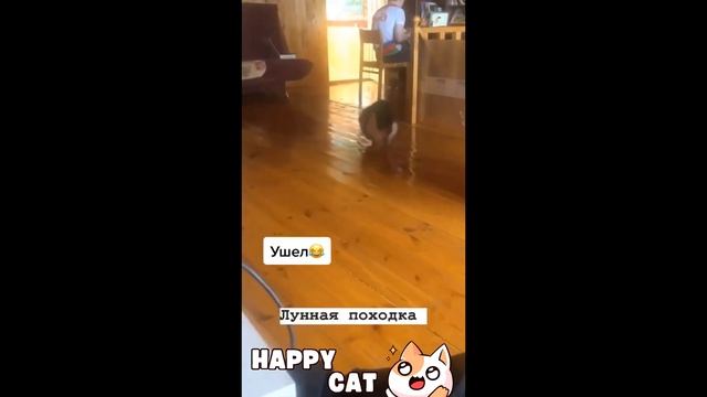 Это САМЫЕ БОЛЬШИЕ КОТЫ! ? Забавная подборка толстеньких кошечек для хорошего настроения! смотреть онлайн