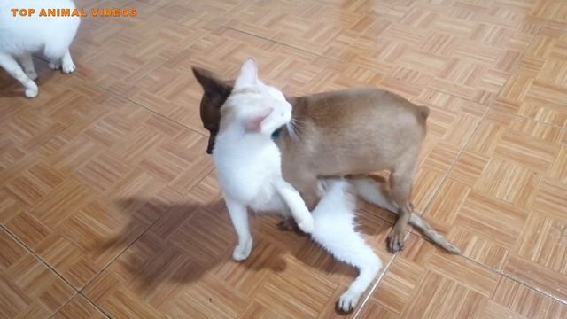 Small Dog Raping Cat in Heat by Force смотреть онлайн