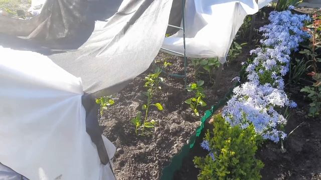РАССТАНОВКА ЁМКОСТЕЙ С ПЕТУНИЕЙ И ДРУГИМИ РАСТЕНИЯМИ В МОЁМ ЦВЕТОЧНО-ГОРШЕЧНОМ УГОЛКЕ. НАЧАЛО ЕСТЬ. смотреть онлайн