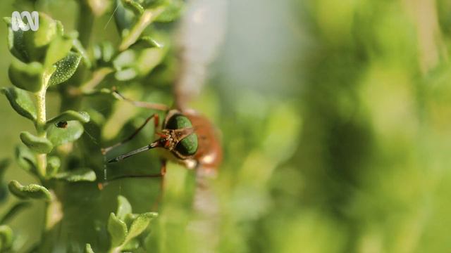 Australia's Wild Odyssey | Coming to ABC in 2023 | ABC TV + iview смотреть онлайн