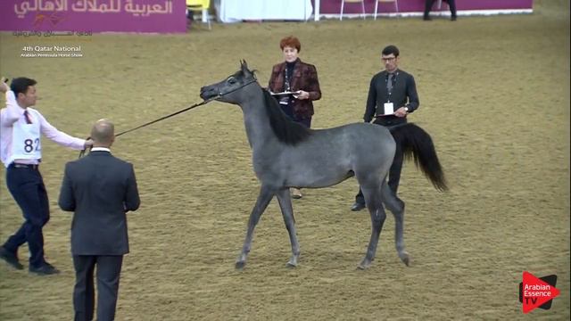 4th Qatar Nat. Arabian Peninsula HS for Individuals - Class 4A смотреть онлайн