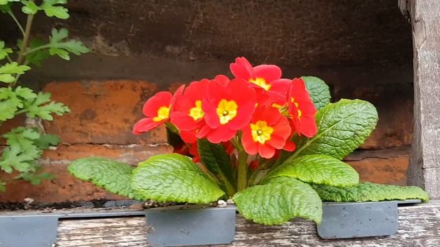Фиалки. Примулы. Гиацинты.Мать-и-мачеха. Хеномелес. Bellis. Диантус. Готьерия. Овсяница. Каланхое смотреть онлайн