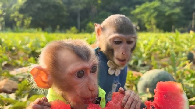 Baby Monkey Bim Bim Goes Ducks Fishing At The Pool So Funny And Cute