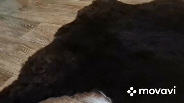 ШКУРА ОВЕЧЬЯ ТЕМНО-КОРИЧНЕВАЯ СТРИЖЕННАЯ (КОД: 4456) смотреть онлайн
