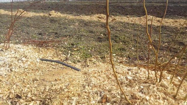 подготовка к обрезке голубики плюс обзор часть 1 смотреть онлайн