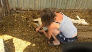 Как помочь козе окотиться? Коза окотилась первый раз