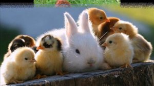 Цып цып, мои цыплятки - Веселая детская песенка на русском языке