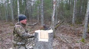 Постройка солонца для зверья!Солонец для лосей!