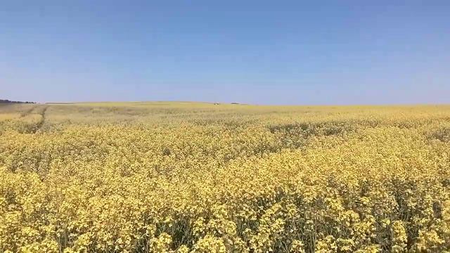 На рапсовом поле. Живое фото смотреть онлайн
