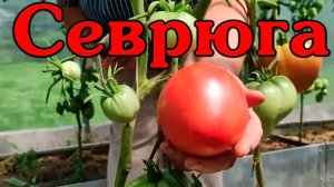 Томат Севрюга обзор и дегустация....