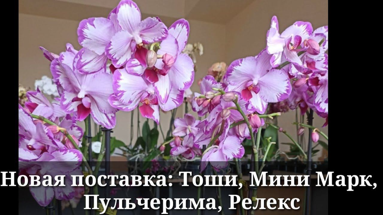 Новая поставка: Тоши, Мини Марк, Пульчерима, Сого Релакс смотреть онлайн