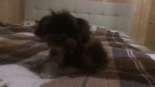 Миниатюрный муругий мальчишка 6 месяцев. смотреть онлайн