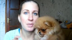 Чем кормить щенка шпица ?