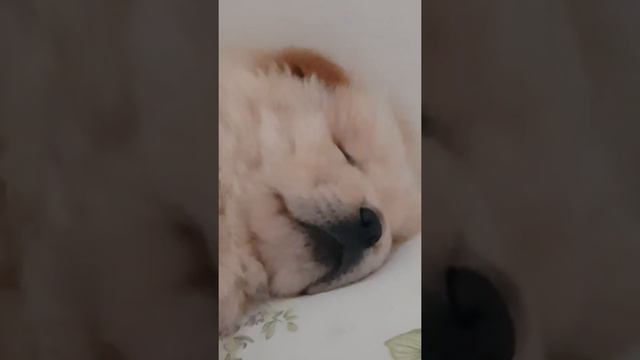 ЧАУ ЧАУ ХРАПИТ( ͡° ͜ʖ ͡°) смотреть онлайн