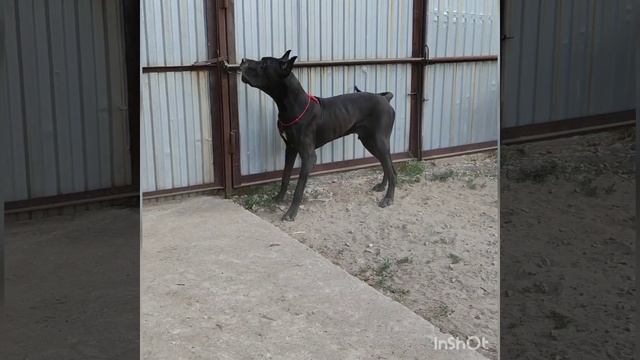 Немецкий дог лает. Голос немецкого дога. КотЛис смотреть онлайн