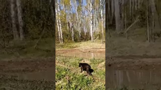 Стелс застрял, лебёдка в помощь. смотреть онлайн