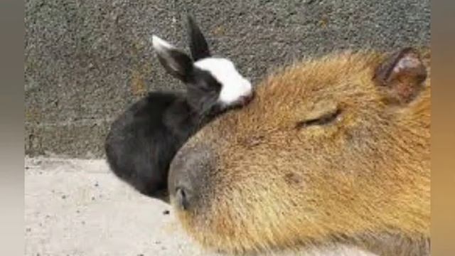 какая ты капибара по имени, часть 2 смотреть онлайн