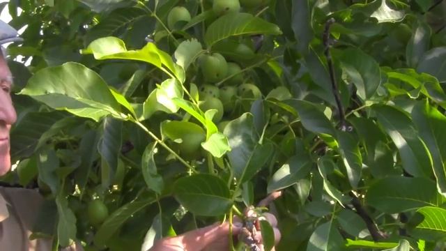 @Скороплодные грецкие орехи  Низкорослые орехи