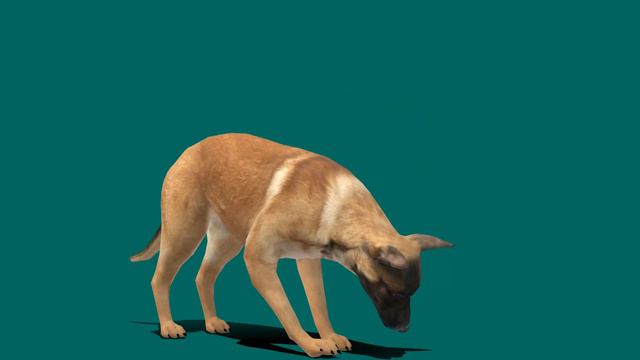 Belgian Malinois Lowpoly смотреть онлайн