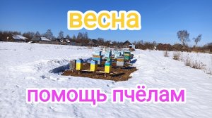 Весна! Март! Облёт! Пчеловодство.Продолжаем помогать пчёлам.