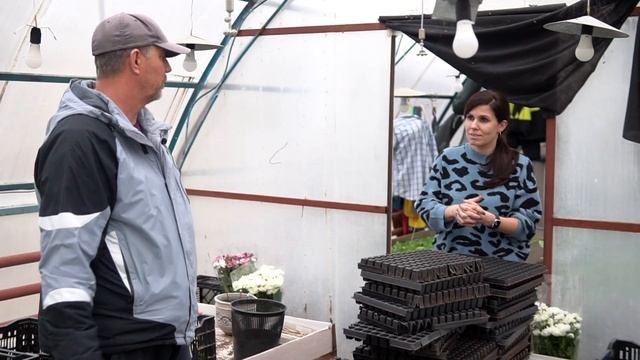 Как укоренять черенок хризантемы? Выпуск 1 смотреть онлайн