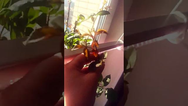 🌱Весна🌱 моя ❤Роза просыпается живет на ➡✅окне #розы #жизнь #весна #2023 ролик/пробуждение#подпишись смотреть онлайн