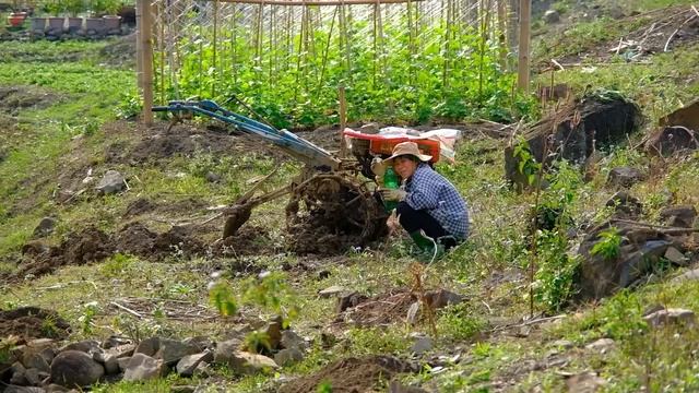 Grow More Fruit Trees On The Farm, Raise Chickens And Fish