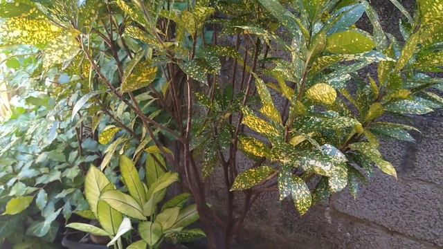 Como cuidar de CROTON EM VASO (qualquer qualidade de CROTON) смотреть онлайн